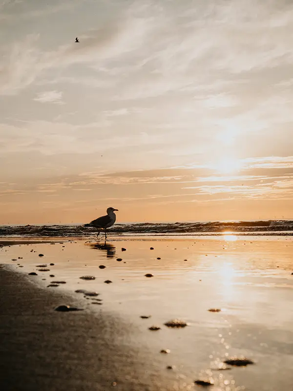 Venti Beach - meeuw op strand